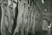 Urtagna djurkroppar upphängda i rad på krokar. I bakgrunden två män i vita rockar.