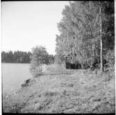 I björkdungen vid sjön Båvens strand ses det nedlagda lokstallet nära gården Klippan. Som var en liten järnväg för timmertransport.