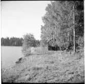 I björkdungen vid sjön Båvens strand ses det nedlagda lokstallet nära gården Klippan. Som var en liten järnväg för timmertransport.