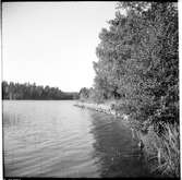 Till höger i bild i björkdungen vid sjön Båvens strand skymtar det nedlagda lokstallet nära gården Klippan. Som var en liten järnväg för timmertransport.