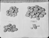 POTATISUPPLÄGGNING SAMT KNÄPPARELARV PÅ POTATIS