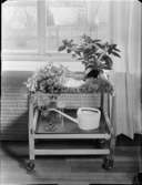 BLOMMOR OCH BLADVÄXTER ARRANGERADE TILLS. MED MOLIN & FRU LAGERKRANS