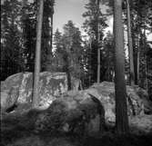 Nationalparken i Norra Kvill, tallskog och flyttblock.