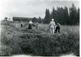 Ramnäs sn, Surahammar.
Seglingsberg. Skördearbete, 1917.