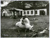Romfartuna sn, Västerås. 
Gris och getabock på Munga gård. 1921.