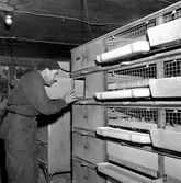 Hönseri i Vretstorp.
7 februari 1959.