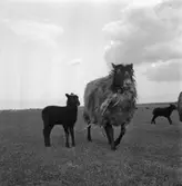 Får. 
28 april 1959.