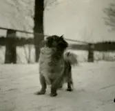 Runers hund Geishan.