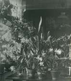 Kaktéer och andra blommor i Rungården 1916.