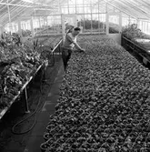 Växthuset. 
13 maj 1959.