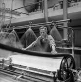 Man i arbete vid maskin på pappersbruket Papyrus i Mölndal, 8/5 1955.