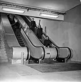 Kvinnor och män åker i pappersbruket Papyrus rulltrappa. Mölndal, 7/12 1956.