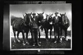 Män med hästar