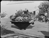 TAMBUREN C STRÖM I DJURSHOLM