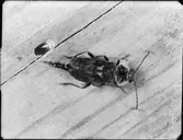 HERRBOKENS ÄGG, DO HONA, SANERINGAR I VAXHOLM Å VIND