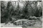 Rytterne sn, Västerås. Åholmen.
Åholmen naturreservat. 1956.