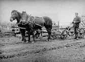 PARHÄSTAR MED ARBETSVAGN.