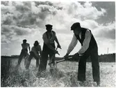 Skerike sn, Västerås, Skerikesby.
Skördearbetare med liar. 1930-tal.