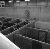 Standard Flex
Danska plastfartyget Standard Flex\\\\anm. neg ingår i en serie om 5 st varav endast det första\\V 102939 scannats/gp