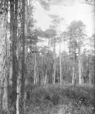 Landskap, ca 1910.