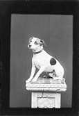 Ateljéporträtt - hund sitter på en piedestal, Östhammar, Uppland 1908