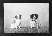 Ateljéporträtt - två hundar, Östhammar, Uppland