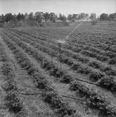 Jordgubbsodlare i Finnerödja. 
27 juni 1959.