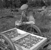 Jordgubbsodlare i Finnerödja. 
27 juni 1959.