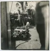 Gris / färsk proviant på Frithjofs däck.