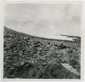 Pingviner i Hope Bay.