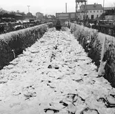 Bogserbåt i Oscarsdockan isförhållande