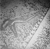 Oljepråmen Bersek bottenbehabdling skrovsekt.