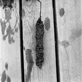 Korr.prov stål kopparok