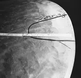 Ubåtarna Vargen och Delefinen korr i propellrarna