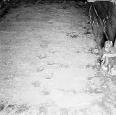 M/s Arica bottenlådor o nitar