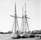 Gladan o Falken vid mob.kajen