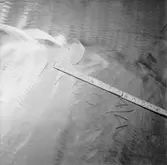 Ubåten Draken propellerskada