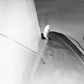 Segelbåten Viggen utrymme till motor