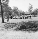 Bondbröllop (Skåne)