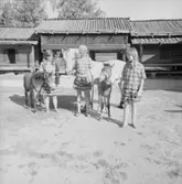 Dop av ponnyföl, Skansen