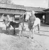 Dop av ponnyföl, Skansen