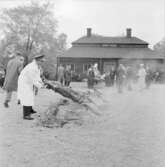 Helstekt gris grillas på gårdsplanen framför Skogaholms herrgård, Skansen.