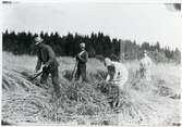 Säterbo sn, Arboga kn, Findla.
Skörd av råg i Findla, Säterbo. 1920-talet.