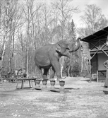 Furuviksparken. En man som dresserar en elefant att stå på träklossar.
1950 var ett år då Furuviksparken investerade kraftigt. Massor av djur däribland två elefanter.