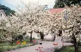 Trädgård på Viktor Rydbergsgatan 4, på Väster i Växjö 1958. Meullers gård.