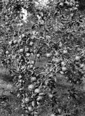 Emil Durlings äppelträd sommaren 1913