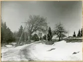 Tortuna sn, Västerås kn, Fors.
Ek vid vägen, 1926.