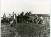 Tortuna sn, Västerås kn, Hälla.
Sör Hällla. Skördearbete, 1913.