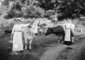 Pigor och mjölkkor, Strömmen 1914