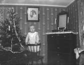 Porträtt av ett litet barn som står på en stol framför en julgran. Maås, Kinnareds socken.